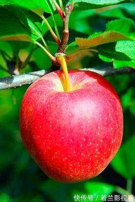 霜降至，這幾種水果與蔬菜寓意喜氣洋洋、健康平安
